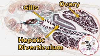 Lancelet Amphioxus  General Anatomy [upl. by Trill]