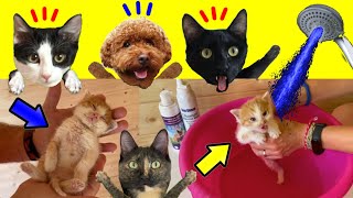 Como bañar a un gato bebe  Rewind 2022 con videos de gatos Luna y Estrella [upl. by Weisbrodt]