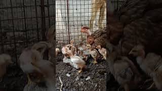 For sale 15 days old chicks 🐥🐥 farming ytshorts [upl. by Notyad958]