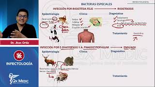 Bacterias Especiales Otros Rickettsia Ehrlichia Anaplasma mp4 [upl. by Garrik641]