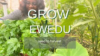 How to Easily Grow Ewedu Nigerian Juteleaf from Seed to Harvest With All the Steps [upl. by Eirrotal]