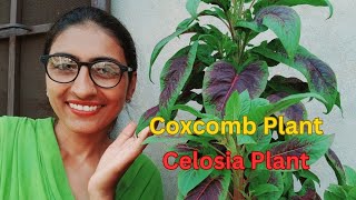 ਮੁਰਗਾ ਕਲਗੀ ਬੂਟੇ ਦੀ ਦੇਖਭਾਲ  Celosia Plant Care  Coxcomb Flower Tips  OrganicGardening1918 [upl. by Bashuk]