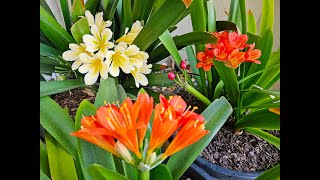 Clivia Miniata Winter Blooming Orange amp Yellow Bush Lily Flowers 2024 [upl. by Gregory]