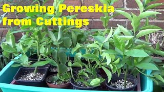 The Plant Traveller Growing Pereskia from Cuttings orapronobis [upl. by Etirugram]