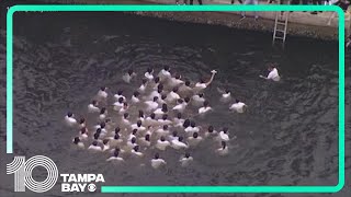 Epiphany cross dive Tarpon Springs 118th celebration [upl. by Eidnil]