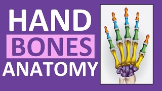 Hand Bones amp Wrist Bones Phalanges Carpals Metacarpals Anatomy and Physiology [upl. by Yentruoc444]