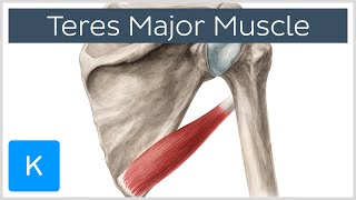 Teres Major Muscle  Origin Insertion amp Action  Human Anatomy  Kenhub [upl. by Anoet]