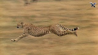 The Cheetah is the Fastest Animal in the World [upl. by Haslett454]