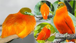 orange fruit dove is a species of bird in the pigeon family ColumbidaeOne of the most colorful dove [upl. by Etnoid]