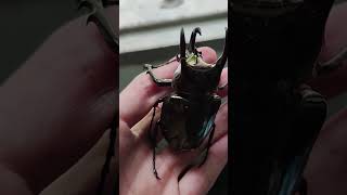 野生アトラスオオカブトが発見 阿特拉斯南洋大兜蟲 Atlas Beetle Chalcosoma atlas 昆虫 昆虫採集 ムシキング [upl. by Patrick]