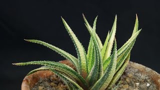 Haworthiopsis Haworthia attenuata quotVariegataquot [upl. by Agnesse]