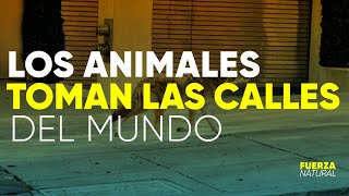 ANIMALES TOMAN LAS CALLES el lado B de la CUARENTENA por CORONAVIRUS  FuerzaNatural [upl. by Roselani]