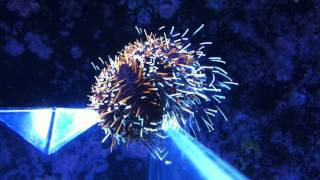 Pincushion Urchin Orange Tripneustes gratilla [upl. by Gnihc]