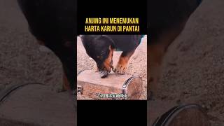 TIDAK ADA YANG PERCAYA ANJING INI MENEMUKAN HARTA KARUN alurceritafilm film [upl. by Nodnab328]