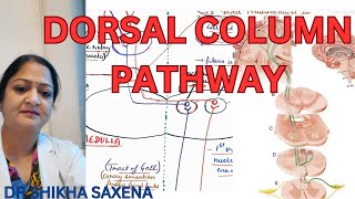 Dorsal column pathway medial lemniscus pathway Gall and Burdach pathway [upl. by Lyreb]