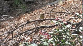 Buffbreasted Flycatcher Carr Canyon 22 [upl. by Huda5]