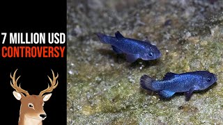 What Exactly is Devils Hole Pupfish  Saved by Earthquakes [upl. by Elamrej490]