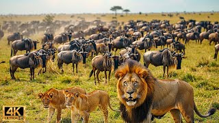 Our Planet  4K African Wildlife  Great Migration from the Serengeti to the Maasai Mara Kenya 13 [upl. by Levin]