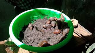 Snail farmerMichael Muchilwa narrates his introduction to snail rearing in KisumuKenya [upl. by Elisha]