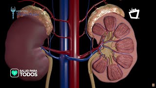 Consejos para cuidar tus riñones  SALUD PARA TODOS [upl. by Sirkin]