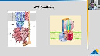 BIOL201 Ch74  Oxidative Phosphorylation  OpenStax Biology [upl. by Assener338]