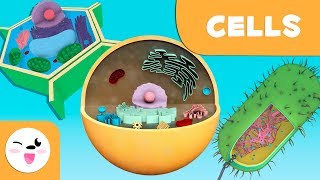 The cell Structure functions and its parts  Science for kids [upl. by Elyac]