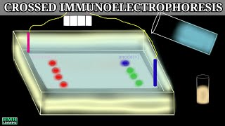 Counter Current Immunoelectrophoresis  Crossed Immunoelectrophoresis  Immunoelectrophoresis [upl. by Grubb]