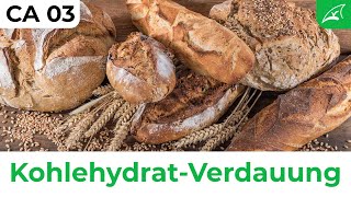 Verdauung der Kohlehydrate  einfach erklärt  Wie Carbs aus der Nahrung ins Blut gelangen [upl. by Ulland239]