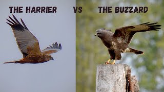 Raufußbussard  Roughlegged Buzzard Jagend Hunting [upl. by Bunde]