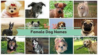 Top 20 Popular Female Dog Names [upl. by Norling]