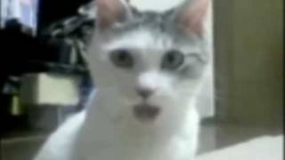 OMG Cat reaction to Tiger Woods MUST SEE [upl. by Onitsirc750]