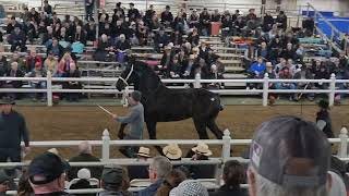 2024 Gordyville Draft Horse Sale Percheron mare clips not Tripcrest mares [upl. by Hanauq688]