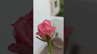 Rose noblesse  media cocopeat throneless 1st bloom [upl. by Adym]