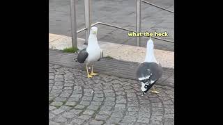 Seagull Picks Fight [upl. by Atiuqet842]