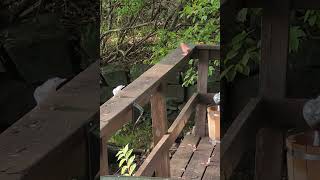 A red cardinal and a nuthatch bird do everything possible to distance themselves from each other [upl. by Alfy]