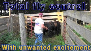 Total fly control with unwanted excitement [upl. by Akibma]