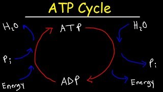 ATP Cycle [upl. by Cleve230]