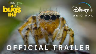 A Real Bug’s Life  Official Trailer  National Geographic [upl. by Power]