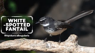 Whitespotted Fantail  Rhipidura albogularis birds trending nikonp950 [upl. by Kimmel]