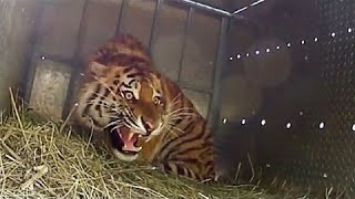 Extremely Rare  Four Siberian Tigers Released Into The Wild [upl. by Jeni]