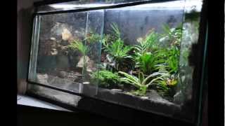 Paludarium for the Amazon Milk Frog [upl. by Nort]