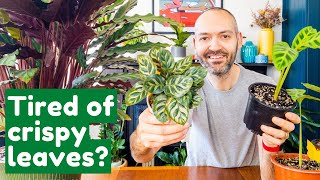 Why Your Calathea’s Leaves Keep Getting Brown Edges  Full Care Guide [upl. by Isewk]