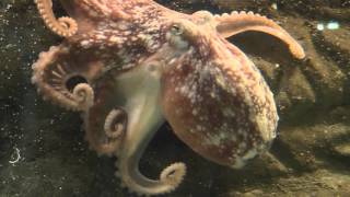 Ålesund Aquarium BlekksprutOctopus 2942016 Norway [upl. by Muslim93]