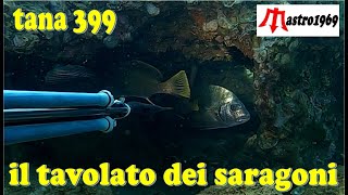 pesca sub TANA 399 TAVOLATI SARAGONI sea bream kaboat spearfishing [upl. by Milore]