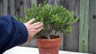 How to create an Olive tree Bonsai Part 1 initial shapingmp4 [upl. by Novelia]