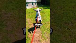 Mini Fainting Goats  Hilarious 🤣 [upl. by Suivatra]