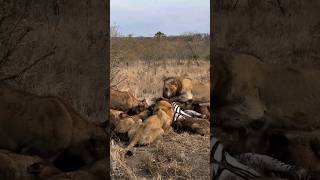 Cachorros guerreros Leones Tumbela y Avoca del Sur comparten presa con manada Mhangeni shorts [upl. by Gladys]