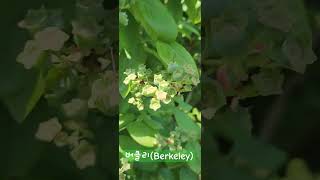 버클리Berkeley북부하이부시 블루베리Northern Highbush Blueberry [upl. by Malachi]