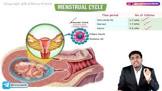 Menstrual Cycle  Part1   Obstetrics and Gynecology Lectures 20 🌸👩‍⚕️🔬 [upl. by Chita]