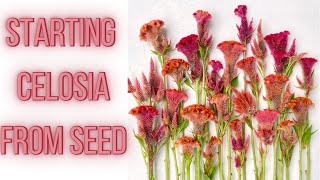 HOW TO START Celosia From Seed And Care Instructions  PepperHarrow [upl. by Eirrehs]